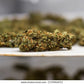 AMNESIA (10% CBD)-Wiet  Amnesia Haze